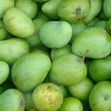 Xoài Yên châu Sơn la, Nông sản sạch sơn la