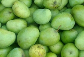 Xoài tròn Yên Châu - tặng vật của người Thái